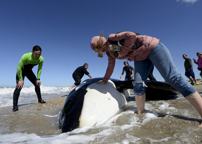 A woman checks a dead killer whale on the beach near Mar Chiquita, Argentina, Monday, Sept. 16, 2019. Seven killer whales were stranded on the coast before rescuers and volunteers returned six of them to sea, but one died in the process. [Photo: AP/Marina Devo]