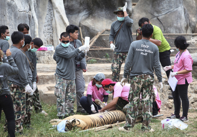 In this Monday, May 30, 2016, file photo, wildlife officials begin removing some of the 147 tigers held at a "Tiger Temple" following accusations that the monks were involved in illegal breeding and trafficking of the animals in Saiyok district in Kanchanaburi province, west of Bangkok, Thailand. On Monday, Sept. 16, 2019, wildlife officials said more than half of the tigers rescued from the temple have died due to poor health from weakened genetic traits as a result of inbreeding. [File Photo: AP]