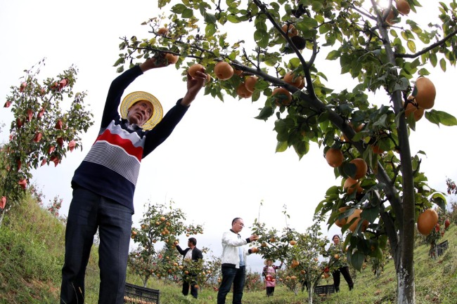 People work at a family farm in Bijie, Guizhou Province, September 17, 2019. [Photo: IC]