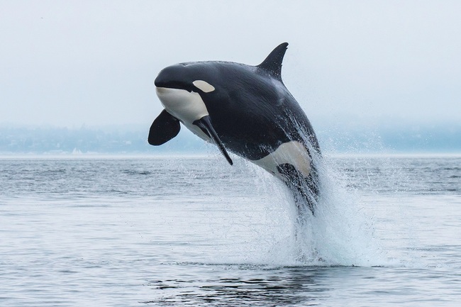 File Photo: A huge six tonne killer whale looks like it is gliding effortlessly across the water's surface. [Photo: VCG]