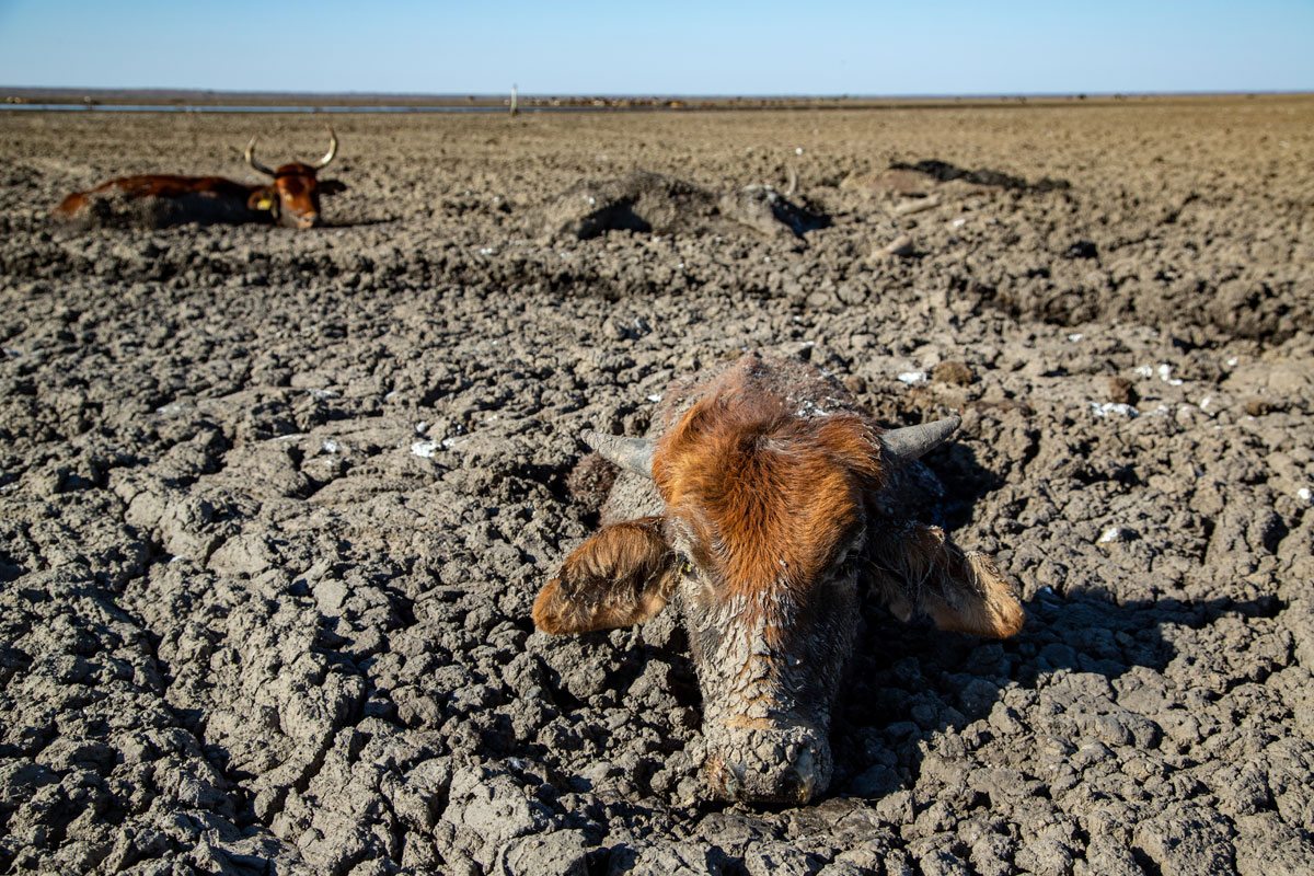 Severe drought in Botswana - China Plus