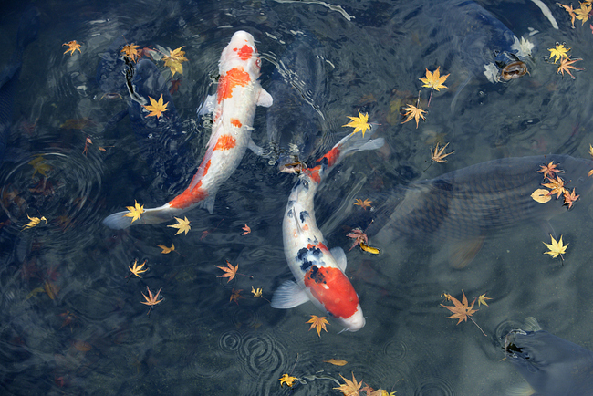 File photo shows koi fish. [Photo: IC]