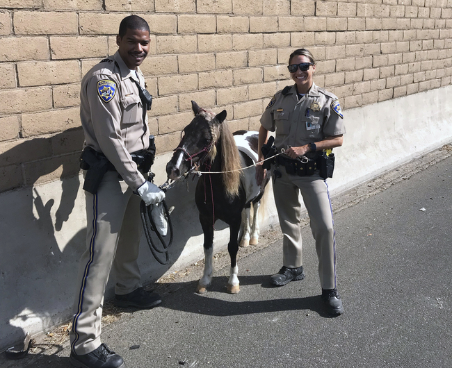 In this Sept. 29, 2019 photo provided by California Highway Patrol, Santa Fe Springs, CHP officers Rico Lawson, left, and Jacqueline Sicara stand along the side of the freeway with a pony after it went loose and was struck by a hit-and-run driver on a Los Angeles-area freeway, leaving the small horse slightly injured. [CHP Santa Fe Springs via AP]