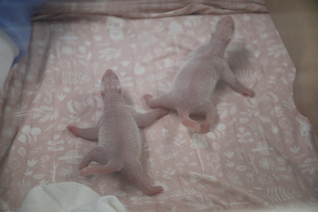 A handout photo made available by the Pairi Daiza zoo shows newborn twin panda cubs inside an incubator at Pairi Daiza zoo and botanical garden in Brugelette, Belgium, 09 August 2019 (issued 10 August 2019). [Photo: IC/EPA/PAIRI DAIZA/BENOIT BOUCHEZ HANDOUT]