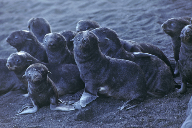 This August 2019 photo released by the National Oceanic and Atmospheric Administration Fisheries (NOAA) shows northern fur seal pups standing on a beach on Bogoslof Island, Alaska. [Photo: Maggie Mooney-Seus/NOAA Fisheries via AP]