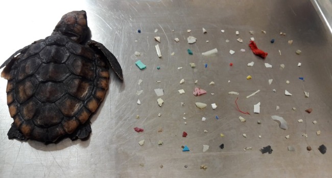 A baby loggerhead sea turtle was found in Boca Raton, Florida, with plastic in its stomach on October 1, 2019. [Photo: The Gumbo Limbo Nature Center]
