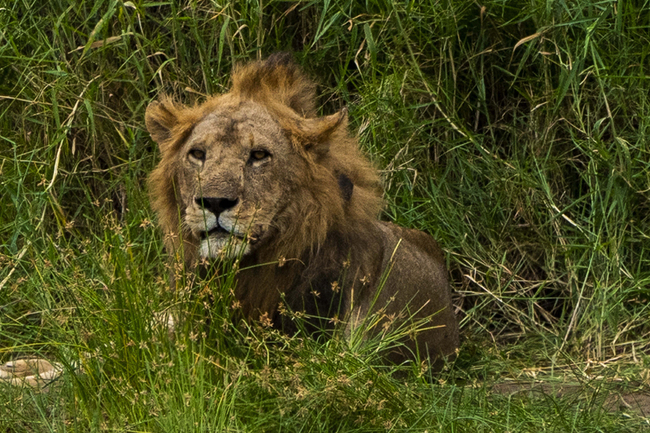 In this photograph taken Sunday July 7, 2019, a young male lion yawns as he wakes up in Tanzania's Tarangire National Park. Across Africa, the number of lions has dropped by more than 40 percent in two decades, putting lions on the list of species scientists consider "vulnerable" to extinction. [Photo: IC]