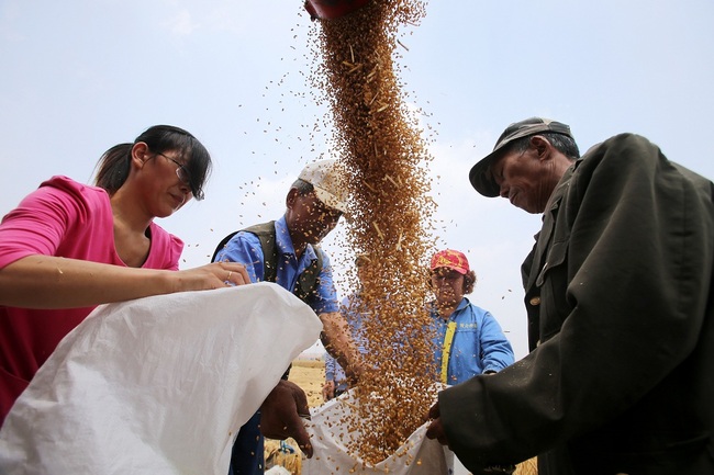 Chinese farmers gather and transport the kernels in a wheat field in rural of Jiaozhou city, eastern China's Shandong province, June 11, 2014. [File Photo: IC]