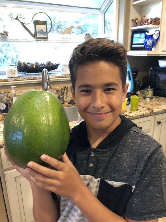 This Dec. 13, 2018 photo provided by Juliane Pokini shows Lo'ihi Pokini posing for a photo with the Guinness World Record Heaviest Avocado at Kula Country Farms in Kula,Hawaii. [Photo: AP]
