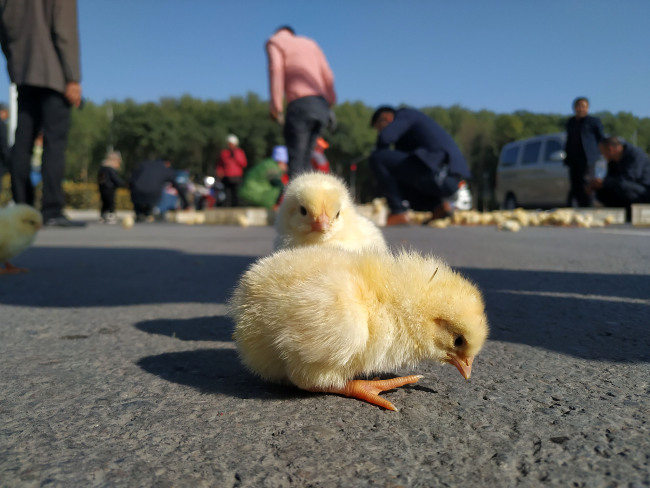 Passersby help gather chicks in Ningxia on October 18, 2019. [Photo: VCG]