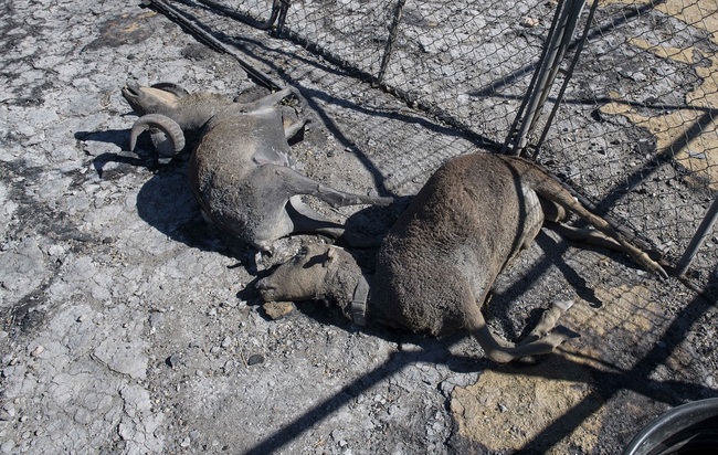 Sheep lay lifeless after being burned to death by the Tick Fire, Thursday, Oct. 25, 2019, in Santa Clarita, California. [Photo: Christian Monterrosa via IC]