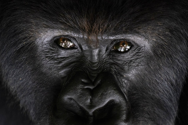 In this Sept. 2, 2019 photo, a silverback mountain gorilla named Segasira looks up as he lies under a tree in the Volcanoes National Park, Rwanda. [Photo: Ap]