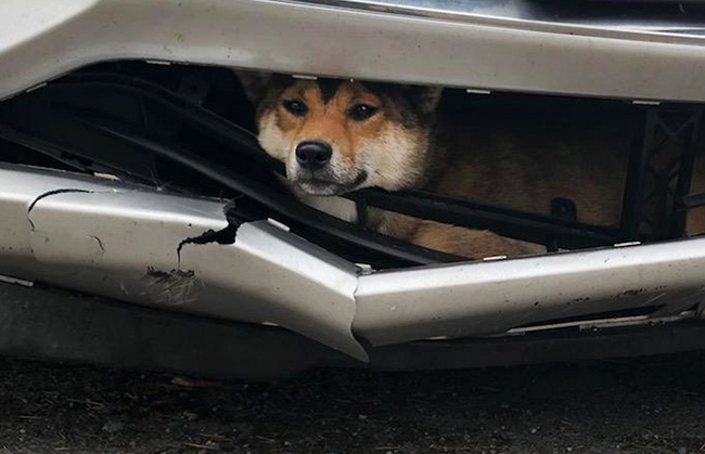 In this Monday, Oct. 28, 2019 photo provided by the Rotterdam, N.Y., Police, Coco, a Shiba inu, is trapped inside the bumper of a car. [Photo: Rotterdam Police Department via AP]