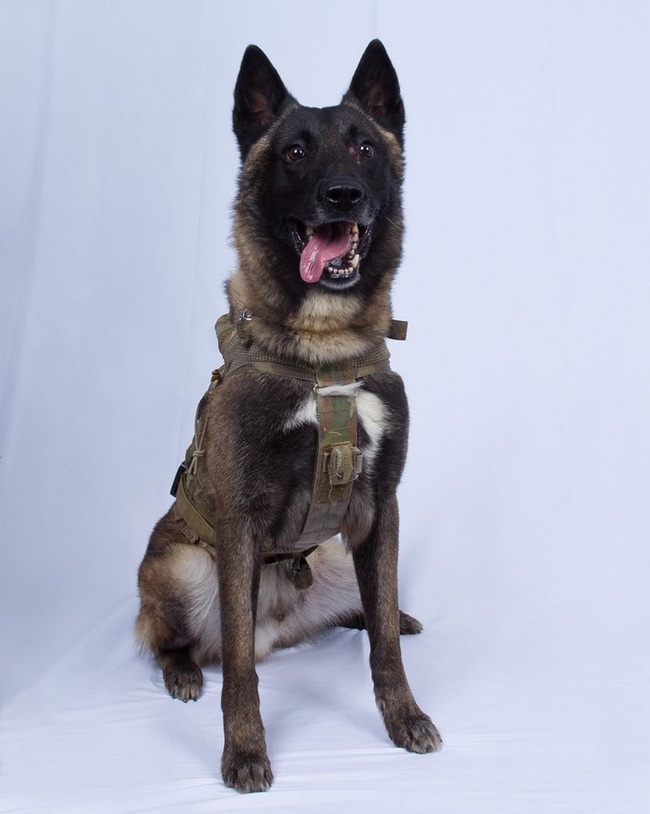 In this photo provided by the White House via the Twitter account of President Donald Trump after it was declassified by Trump, a photo of the military working dog that was injured tracking down Abu Bakr al-Baghdadi in a tunnel beneath his compound in Syria. [Photo: White House via AP]