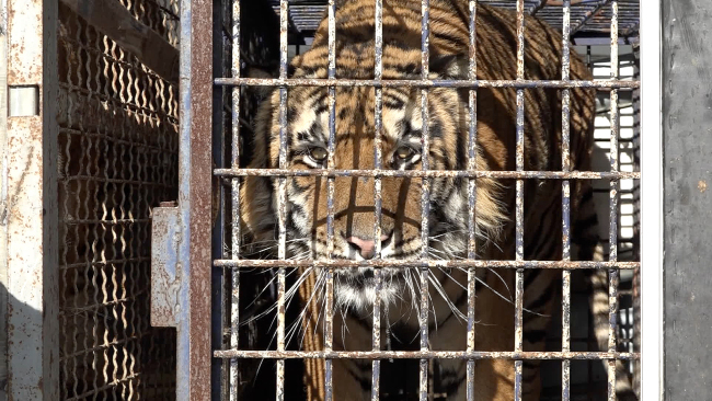 This screen grab taken from TVN24 shows one of ten tigers transported from Italy to Russia at the Polish-Belarusian border in Koroszczyn, Poland on October 29, 2019.[Photo:TVN24/AFP via VCG]