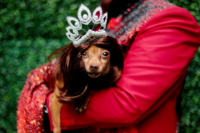 File Photo: A pet dog dressed as a crowned Miss Universe is photographed at a pet fashion show celebrating World Animals Day in Quezon City, Metro Manila, Philippines, on October 6, 2019.[Photo: Eloisa Lopez/VCG]