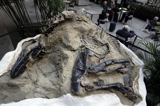 In this Nov.14, 2013, file photo, one of two "dueling dinosaurs" fossils is displayed in New York. [Photo: AP/Seth Weinig]