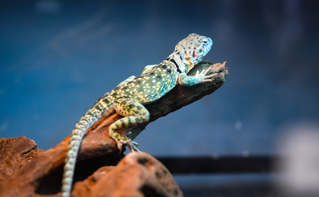 Apart from cats and dogs, unusual pets such as snakes, frogs and lizards are the latest craze in the pet industry. The photo shows a lizard at a pet show in Zhengzhou, central China's Henan Province on November 9, 2019. [Photo: VCG]
