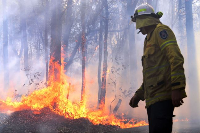 A firefighter works as a bushfire, believed to have been sparked by a lightning strike that has ravaged an area of over 2,000 hectares in northern New South Wales state, burns in Port Macquarie on November 2, 2019. Hundreds of koalas are feared to have burned to death in an out-of-control bushfire on Australia's east coast, wildlife authorities said October 30. [Photo: VCG] 