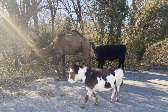 This Nov. 17, 2019 photo provided by the Goddard Police Department shows a camel, donkey and a cow found roaming together along a road near Goddard, Kan. After the police asked for help over social media, authorities have learned the animals belonged to an employee of the nearby Tanganyika Wildlife Park. [Photo: Devon Keith/Goddard Police Department via AP]