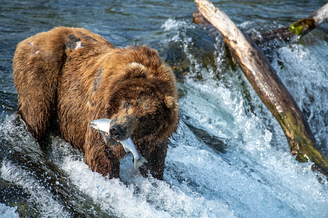 A hungry bear lines up its dinner as it tries to catch leaping salmon at Brook Falls, Alaska. 34-year-old Nina Waffenschmidt captured the extraordinary moment when the bear tried to catch the fish as they leap out of the water. "The bear must have caught around 15 to 20 of the elating salmon, which would have made for a nice dinner!" the photographer said. [Photo: Solent News via VCG/Nina Waffenschmidt]