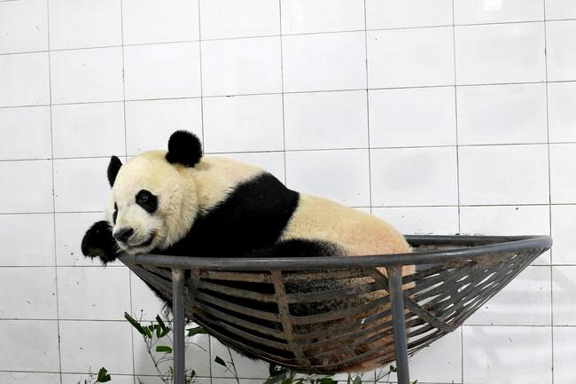 U.S.-born male giant panda Bei Bei is seen after his return from the United States at the Bifengxia Panda Base of the China Conservation and Research Center for the Giant Panda in Ya'an, southwest China's Sichuan Province, Nov. 21, 2019. [Photo: VCG]