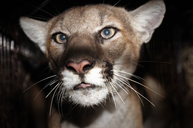 This Nov. 11, 2019, photo released by the National Park Service shows female mountain lion P-77 after she was photographed by a remote camera by National Park Service in the Simi Hills, northwest of Los Angeles. [Photo: AP]