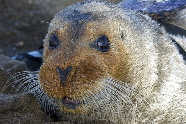 This Sept. 5, 2006, file photo, provided by the National Oceanic and Atmospheric Administration shows a bearded seal in Kotzebue, Alaska. [File photo: AP]