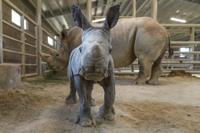 This Monday, Nov. 25, 2019, photo provided by San Diego Zoo Global shows a female southern white rhino calf in the Nikita Kahn Rhino Rescue Center at the San Diego Zoo Safari Park. [Photo: AP]