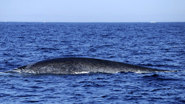 Two heartbeats a minute - blue whale heart rate measured - China Plus