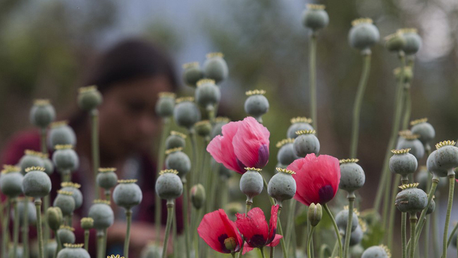 A woman works in a poppy field in Guerrero State, Mexico. [File Photo: AFP]