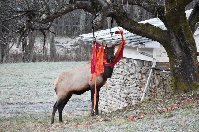 In this Nov. 28, 2019, photo provided by Jim Beaver, an elk stands stuck with a hammock in Beaver's yard in Maggie Valley, N.C. on Thanksgiving.[Photo: Jim Beaver via AP]