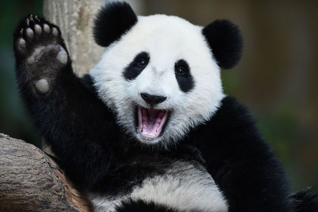 File Photo: Giant panda. [Photo: VCG]