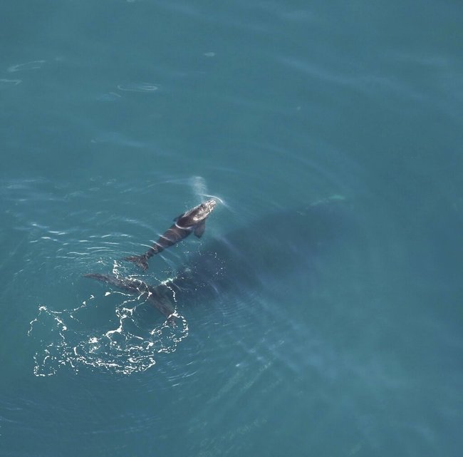 This Dec. 16, 2019, photo taken by an aerial survey team from Clearwater Marine Aquarium shows a right whale calf and its mother swimming in the Atlantic Ocean near Sapelo Island, Ga. [Photo: AP]