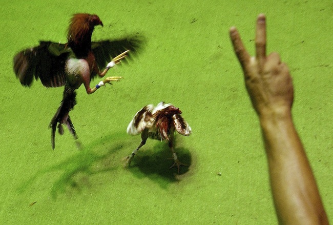 File Photo: A man bets during a cockfight in San Juan, Puerto Rico on Oct. 19, 2003. [Photo: AP/Walter Astrada]