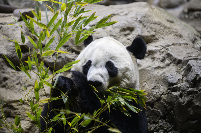 Giant panda Bei Bei eats bamboo at the Smithsonian's National Zoo in Washington, D.C. on November 14, 2019. [File photo: AFP/Jim Watson]