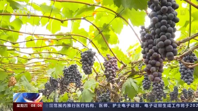 Zhang Xiong byl před několika lety v rozpacích kvůli svému příjmu. V tehdejší době vesnice Guoyuan závisela hlavně na tradičním zemědělství, život vesničanů záležel na počasí, což pouze zajistilo základní jídlo a oblečení.