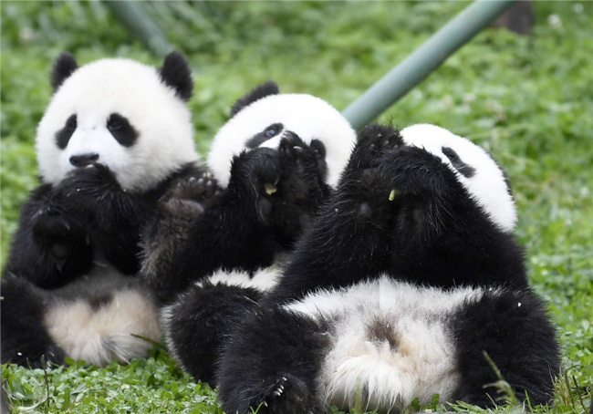 Na snímku je čínská panda velká. Fotografie: Chinaculture.org