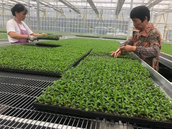 Pracovníci v prostoru pro automatizované sázení v inteligentním ekologickém květinovém parku na ostrově Chongming v Šanghaji. Fotografie: Xing Yi (Sing I) / China Daily