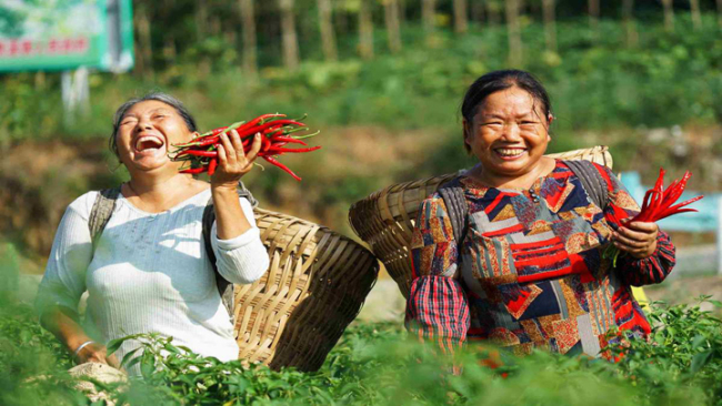 Snímek: Zemědělské pracovnice si užívají lehké chvíle s chilli sklizenými ve městě Zunyi (Cun-i) v provincii Guizhou (Kuej-čou) v severozápadní Číně. [Fotografie poskytnuta na chinadaily.com.cn]