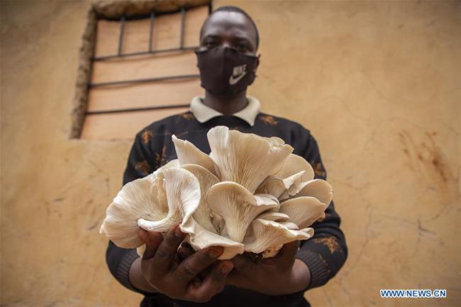 Emmanuel Ahimana, majitel rwandské společnosti, která k pěstování hub používá související čínskou technologii, se fotografuje s houbami ve své dílně v Kigali, hlavním městě Rwandy, 9. září 2020. (Fotografie: Cyril Ndegeya / Xinhua)