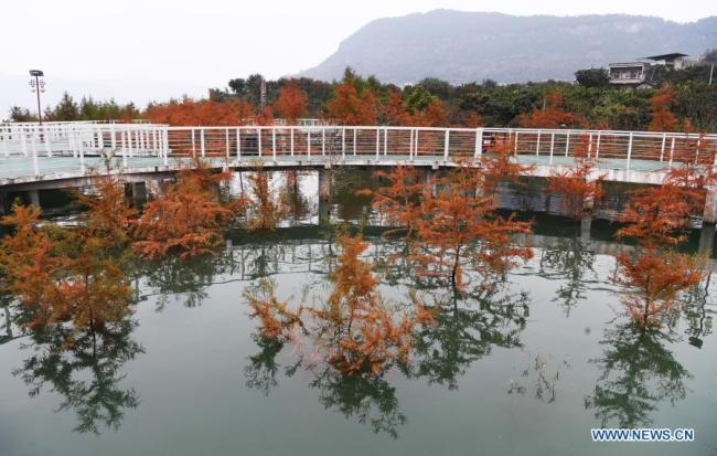 2, Fotografie pořízená 10. prosince 2020 zachycuje scenérii stromů taxodia poblíž řeky Jang‘c ve městečku Dazhou (Ta-čou) v okresu Wanzhou (Wan-čou) při městě Chongqing (Čchung-čching) v jihozápadní Číně, 10. prosince 2020. Od roku 2009 zasadil okres Wanzhou více než 1 800 Mu (120 hektarů) stromů tisovce na břehu řeky Jang‘c, které pomáhají v zadržování vody a půdy a zlepšování životního prostředí. (Xinhua / Wang Quanchao)