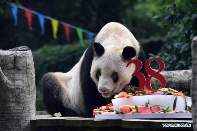 Fotografie, která byla pořízena 16. srpna 2020, ukazuje, jak si Xinxing (Sin-sing) pochutnává na ovocném narozeninovém dortu v zoologické zahradě v Chongqingu (Čchung-čching) v jihozápadní Číně. Xinxing, nejstarší panda velká na světě, zemřela v zoologické zahradě 8. prosince, oznámila zoo v pondělí. Bylo jí 38 let. (Xinhua / Tang Yi)