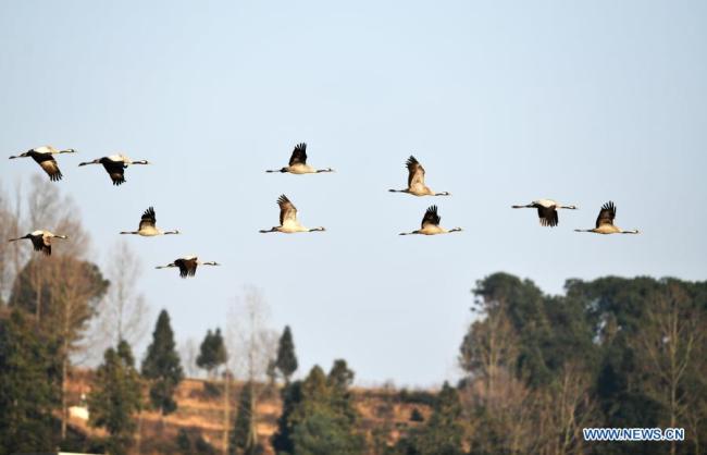 Migrující ptáci letí nad národní přírodní rezervací Caohai (Cchao-chaj) v autonomním okresu Weining (Wej-ning) etnických skupin Yi (I), Hui (Chuej) a Miao (Miao) ve městě Bijie (Pi-ťie) v provincii Guizhou (Kuej-čou) v jihozápadní Číně, 1. února 2021. Caohai bylo v roce 1992 zapsáno do seznamu národních přírodních rezervací, je to důležité zimoviště a migrační zastávka pro ptáky, jako jsou jeřábi černokrcí, jeřábi šedí a divoké husy. V posledních letech provincie Guizhou podniká silná a komplexní opatření na obnovu mokřadů v národní přírodní rezervaci Caohai, kde každoročně přezimovává více než 100.000 ptáků. (Xinhua / Yang Wenbin)