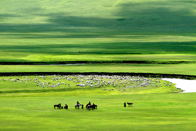 Pastvina Hulunbuir ve Vnitřním Mongolsku v severní Číně. / VCG