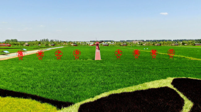 Letecký pohled na rýžová pole v okrese Helan v Huiské autonomní oblasti Ningxia. [Foto: Hai Kun / chinadaily.com.cn]