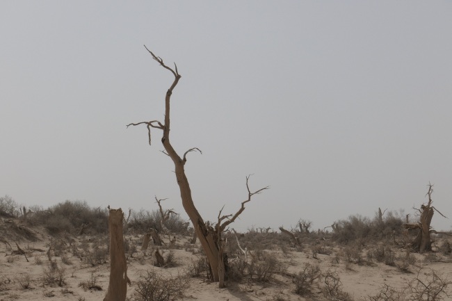 El legendario árbol de Huyang en Aral