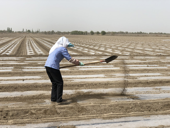 Una trabajadora agrícola de la ciudad de Aral, Región Autónoma Uygur de Xinjiang, está cubriendo la tierra con un film y semillas.