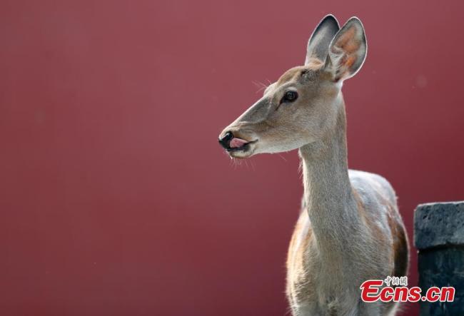 Des cerfs Sika bientôt montrés au public à la Cité Interdite de Beijing
