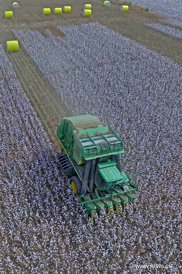 Chine : récolte du coton au Xinjiang